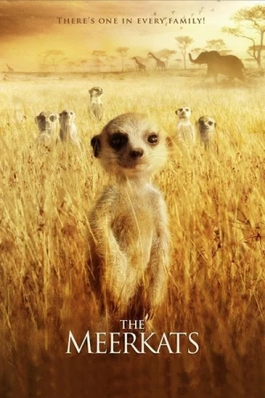  La Famille Suricate affiche 